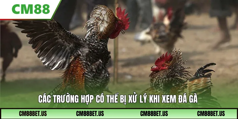 Các trường hợp có thể bị xử lý khi xem đá gà